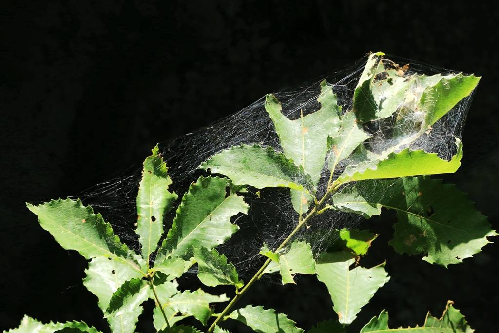 网呀网<strong></p>
<p>火币网</strong>，说不清的网