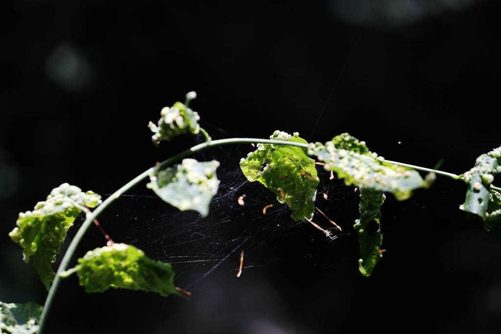 网呀网<strong></p>
<p>火币网</strong>，说不清的网