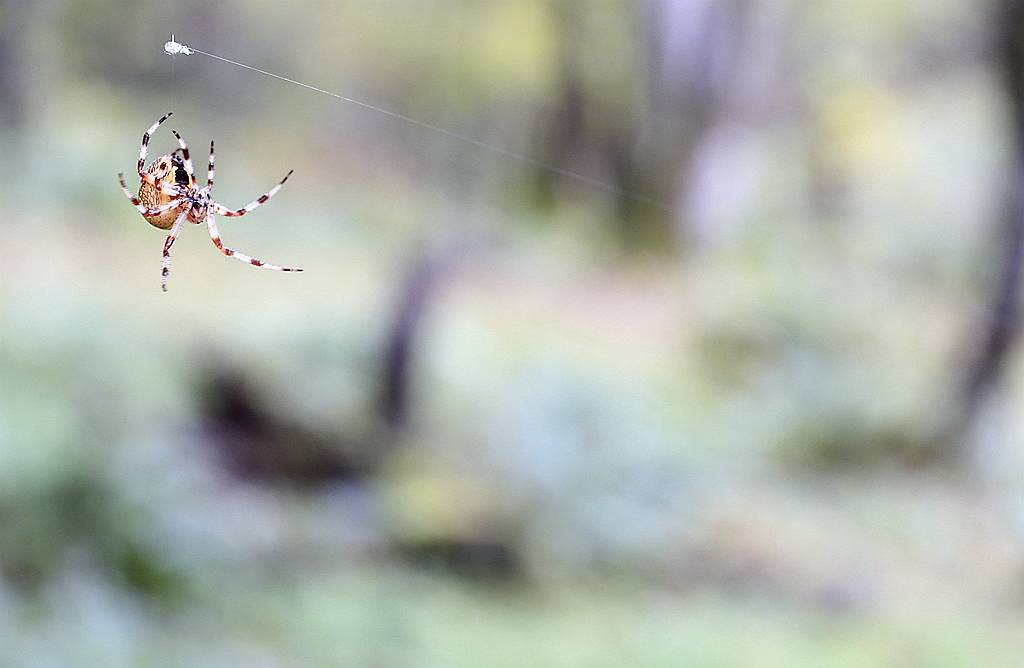 网呀网<strong></p>
<p>火币网</strong>，说不清的网