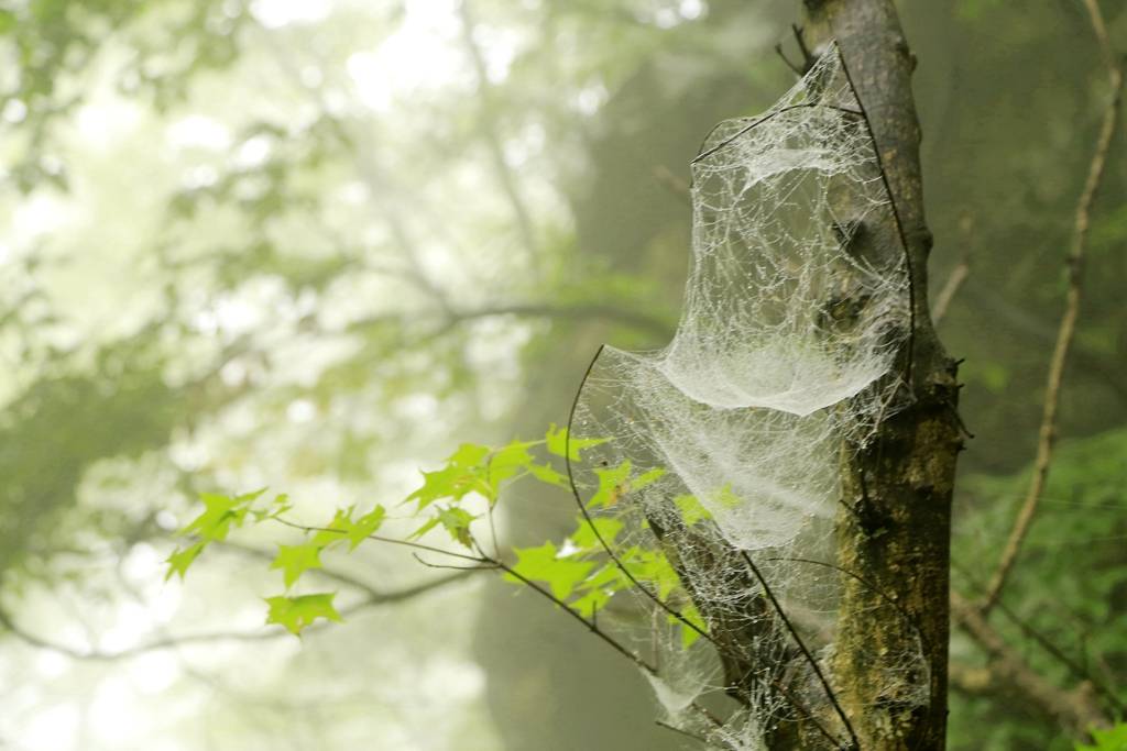 网呀网<strong></p>
<p>火币网</strong>，说不清的网