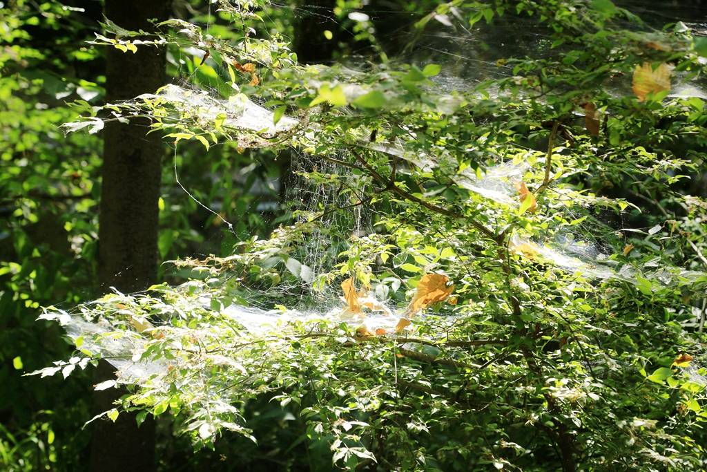 网呀网<strong></p>
<p>火币网</strong>，说不清的网