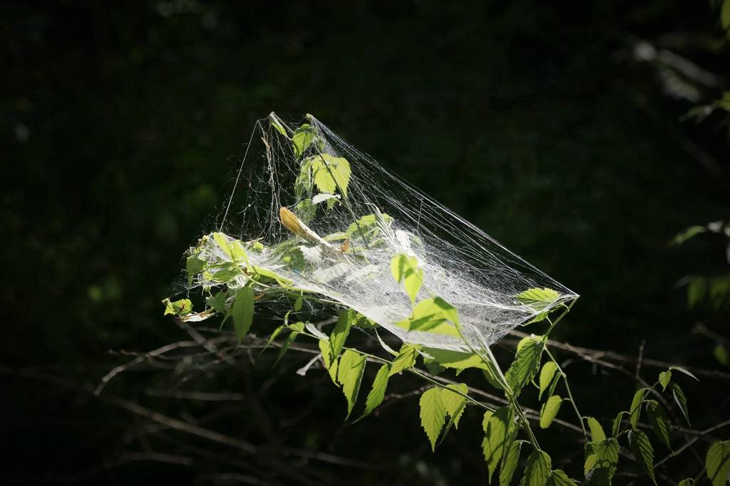 网呀网<strong></p>
<p>火币网</strong>，说不清的网