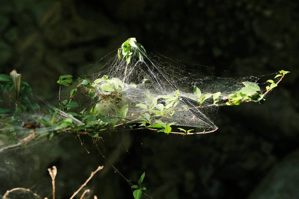 网呀网<strong></p>
<p>火币网</strong>，说不清的网