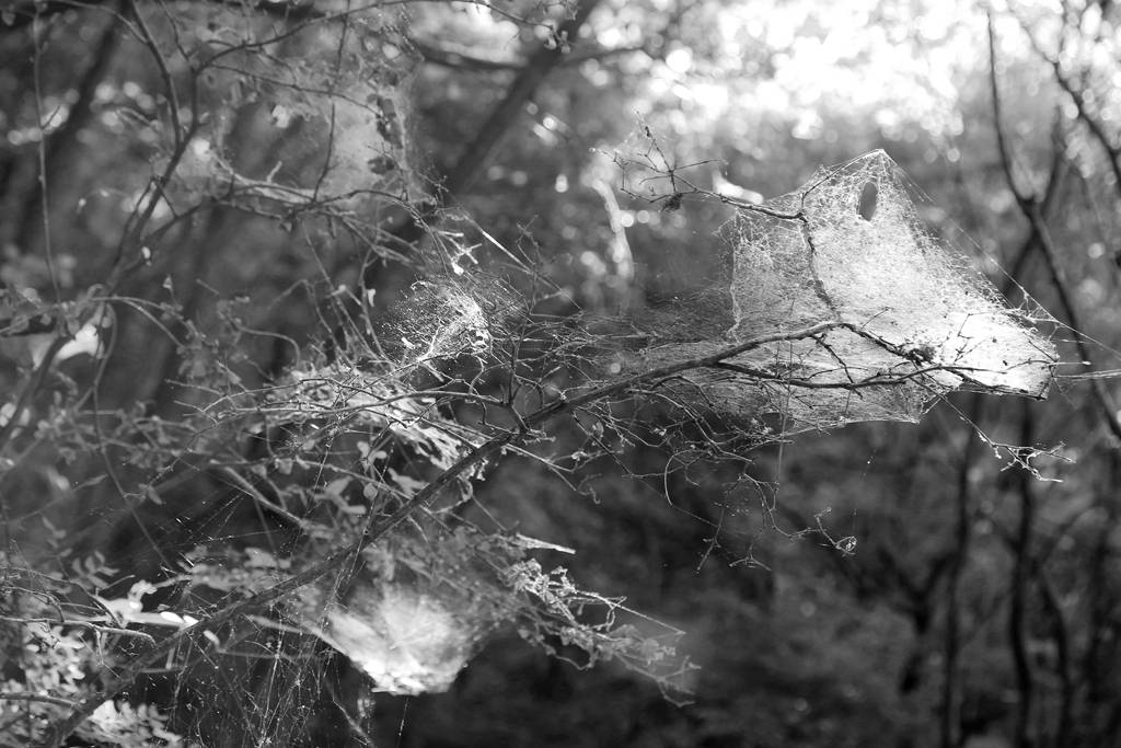 网呀网<strong></p>
<p>火币网</strong>，说不清的网