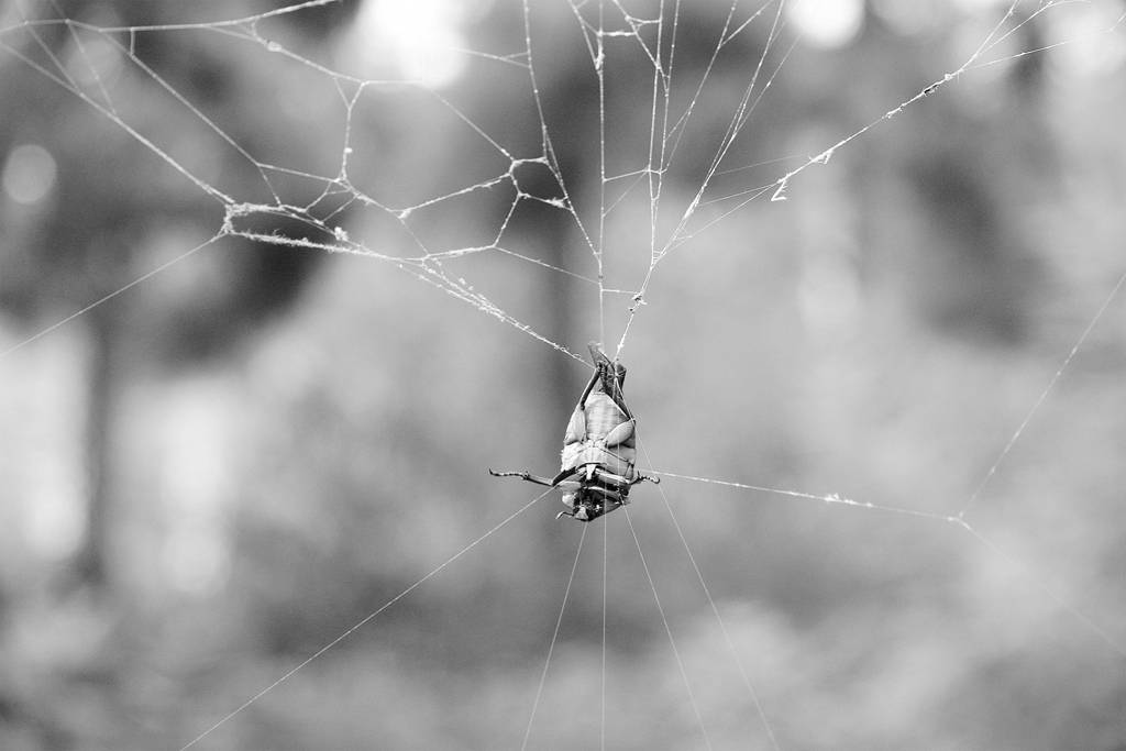 网呀网<strong></p>
<p>火币网</strong>，说不清的网