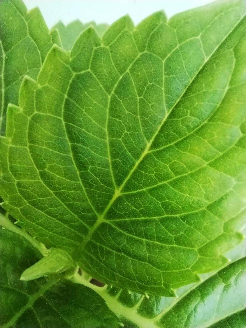 华为畅享50 Pro体验报告：流畅、安全、续航一个不少