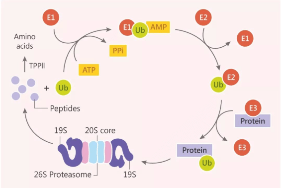 PROTAC产品/PROTAC定制/PROTAC偶联物/双功能小分子PROTAC