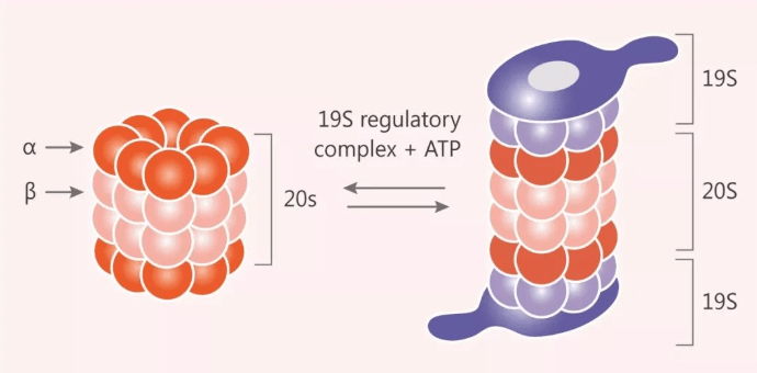 PROTAC产品/PROTAC定制/PROTAC偶联物/双功能小分子PROTAC