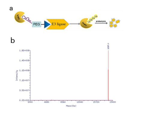 PROTAC化学定制/PROTAC路线设计/PROTAC偶联定制