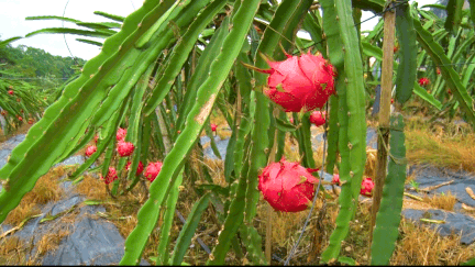 20年巨变，中国成为全球火龙果第一大国！
