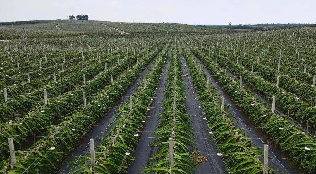 20年巨变<strong></p>
<p>全球火币网官网</strong>，中国成为全球火龙果第一大国！