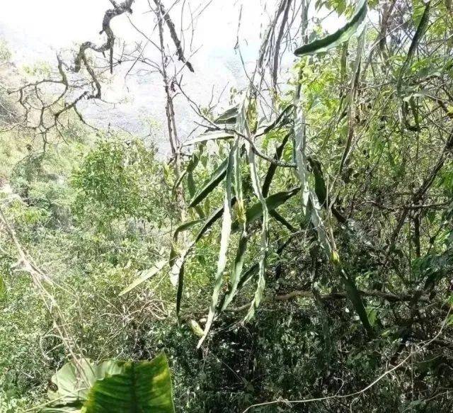 20年巨变<strong></p>
<p>全球火币网官网</strong>，中国成为全球火龙果第一大国！