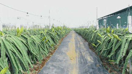 20年巨变<strong></p>
<p>全球火币网官网</strong>，中国成为全球火龙果第一大国！