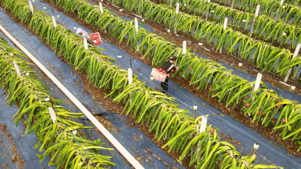 20年巨变<strong></p>
<p>全球火币网官网</strong>，中国成为全球火龙果第一大国！