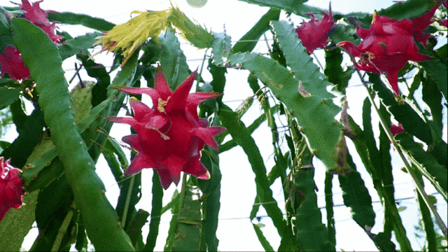 20年巨变<strong></p>
<p>全球火币网官网</strong>，中国成为全球火龙果第一大国！