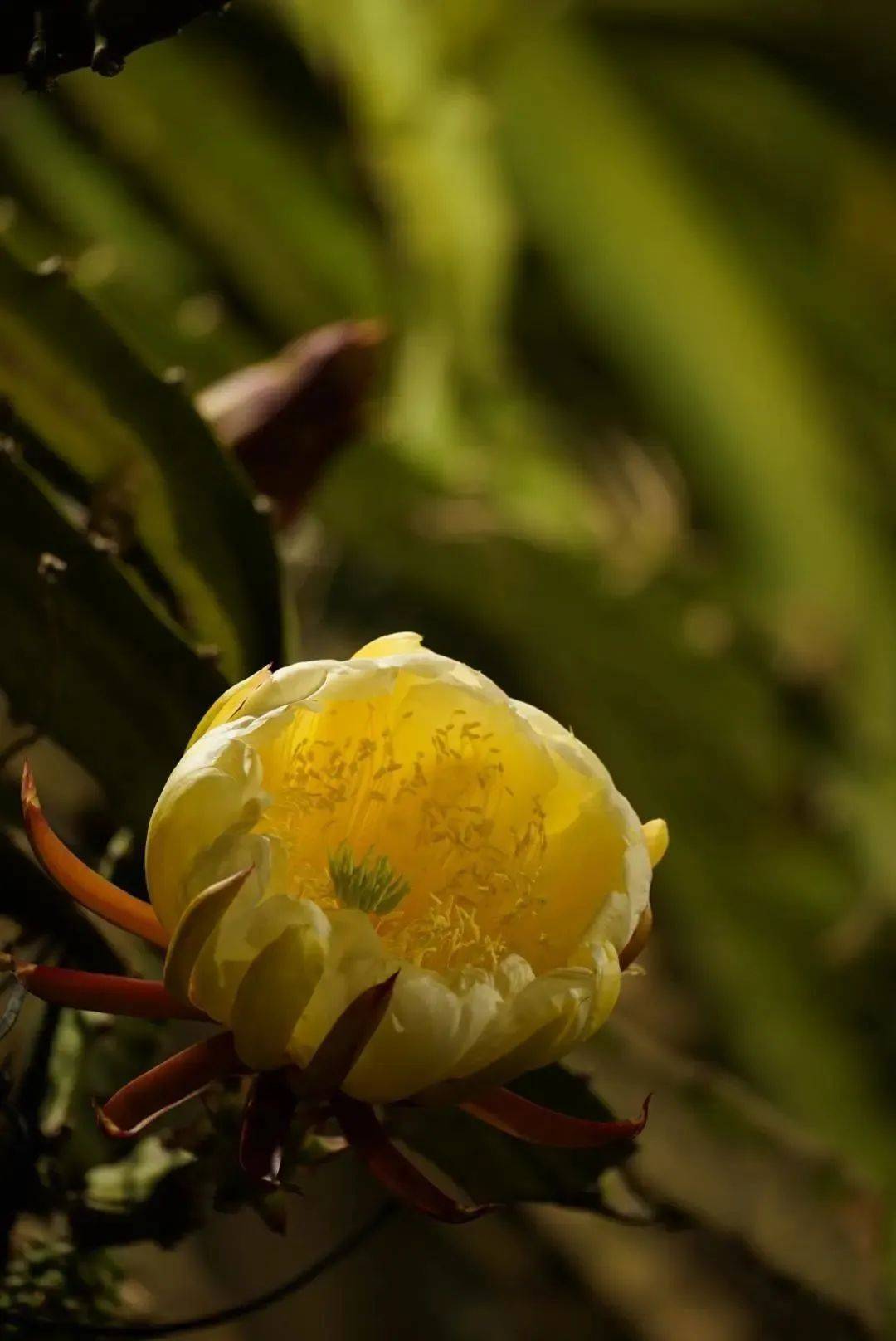 20年巨变<strong></p>
<p>全球火币网官网</strong>，中国成为全球火龙果第一大国！