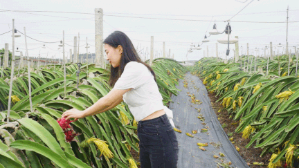 20年巨变<strong></p>
<p>全球火币网官网</strong>，中国成为全球火龙果第一大国！