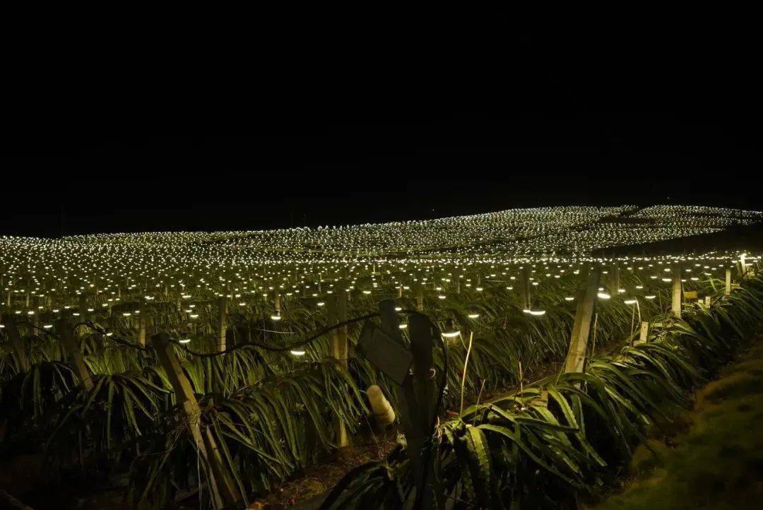 20年巨变<strong></p>
<p>全球火币网官网</strong>，中国成为全球火龙果第一大国！