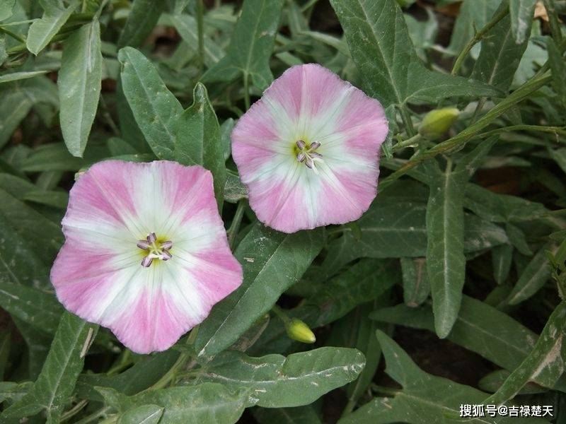 函数y=x^5+sinx-lnx+1的导数