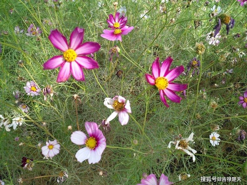 函数y=x^5+sinx-lnx+1的导数