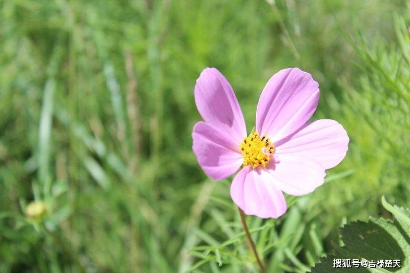 函数y=x^5+sinx-lnx+1的导数