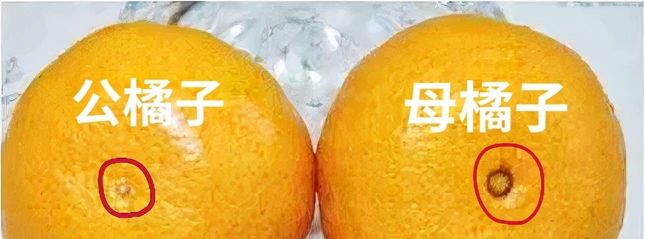 橘子也分公母？“母橘子”更甜？买橘子牢记6字口诀<strong></p>
<p>橘子数字资产</strong>，橘子熟又甜