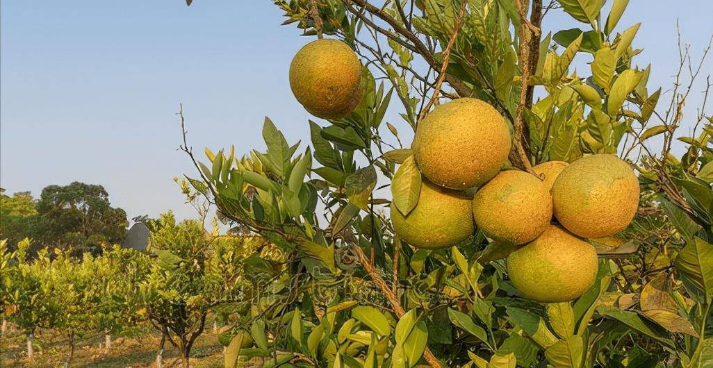 橘子也分公母？“母橘子”更甜？买橘子牢记6字口诀<strong></p>
<p>橘子数字资产</strong>，橘子熟又甜