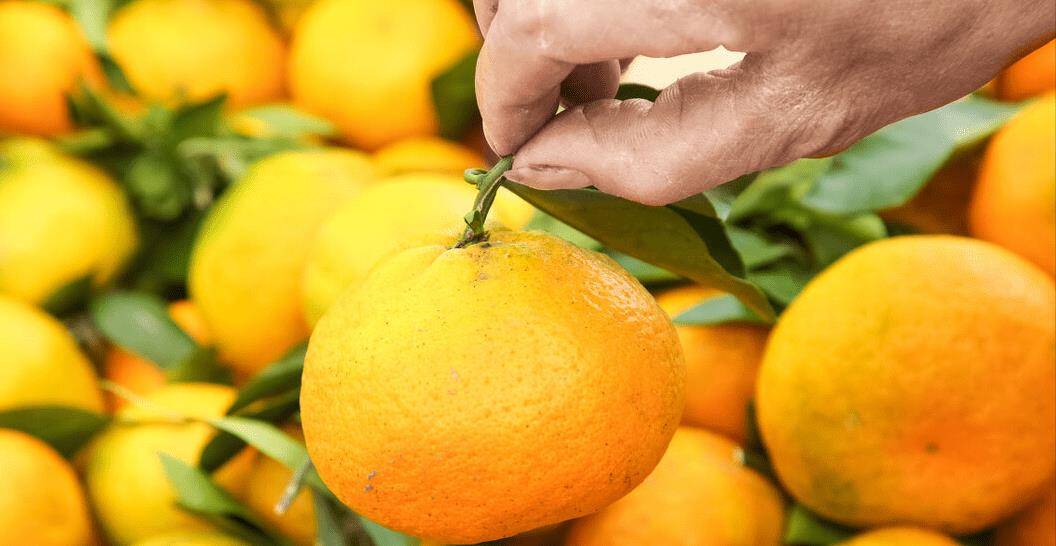 橘子也分公母？“母橘子”更甜？买橘子牢记6字口诀<strong></p>
<p>橘子数字资产</strong>，橘子熟又甜