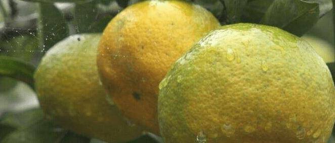 你会吃橘子<strong></p>
<p>橘子数字资产</strong>，那你会挑橘子吗？2方面对了才能挑到甜橘子