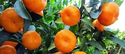 橘子大量上市！教你一招挑母橘子<strong></p>
<p>橘子数字资产</strong>，包你每次都能买到最甜的橘子