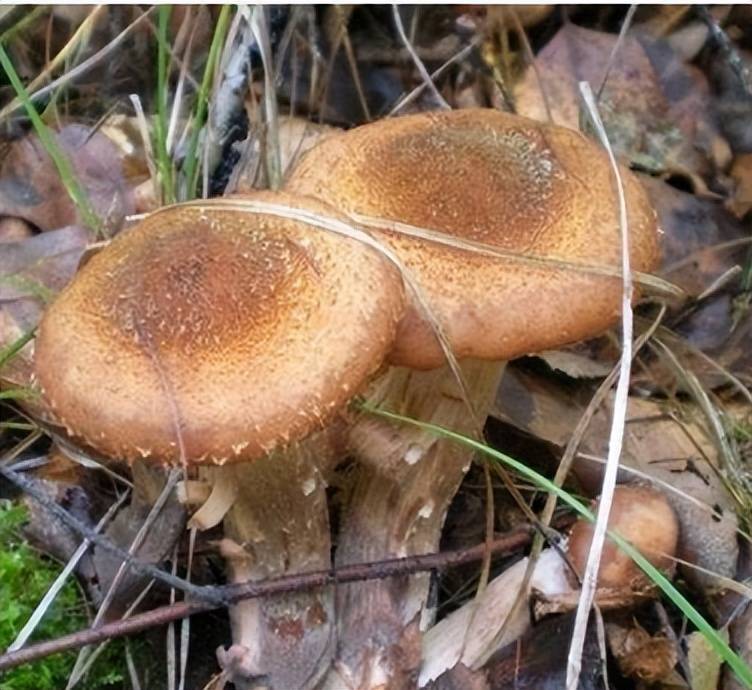 蘑菇界的药材，药材界的美食