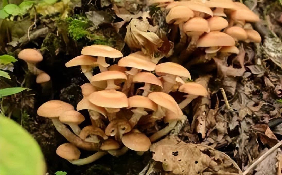 蘑菇界的药材<strong></p>
<p>币界</strong>，药材界的美食