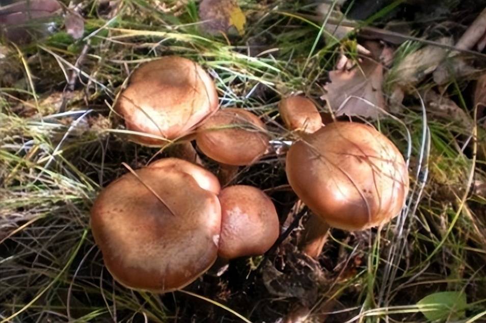 蘑菇界的药材<strong></p>
<p>币界</strong>，药材界的美食