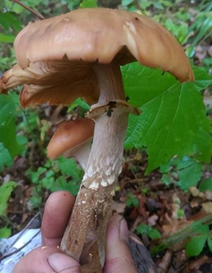 蘑菇界的药材<strong></p>
<p>币界</strong>，药材界的美食