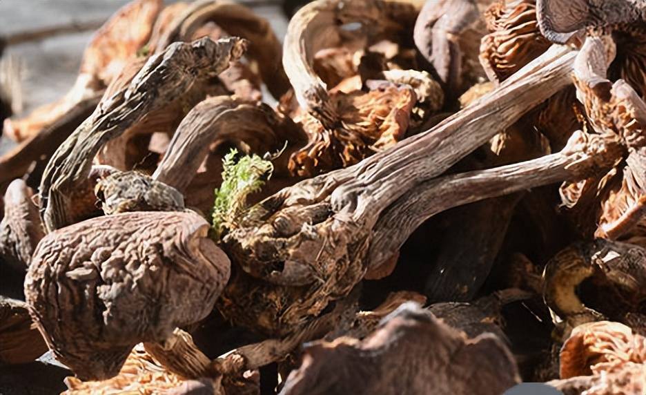 蘑菇界的药材<strong></p>
<p>币界</strong>，药材界的美食