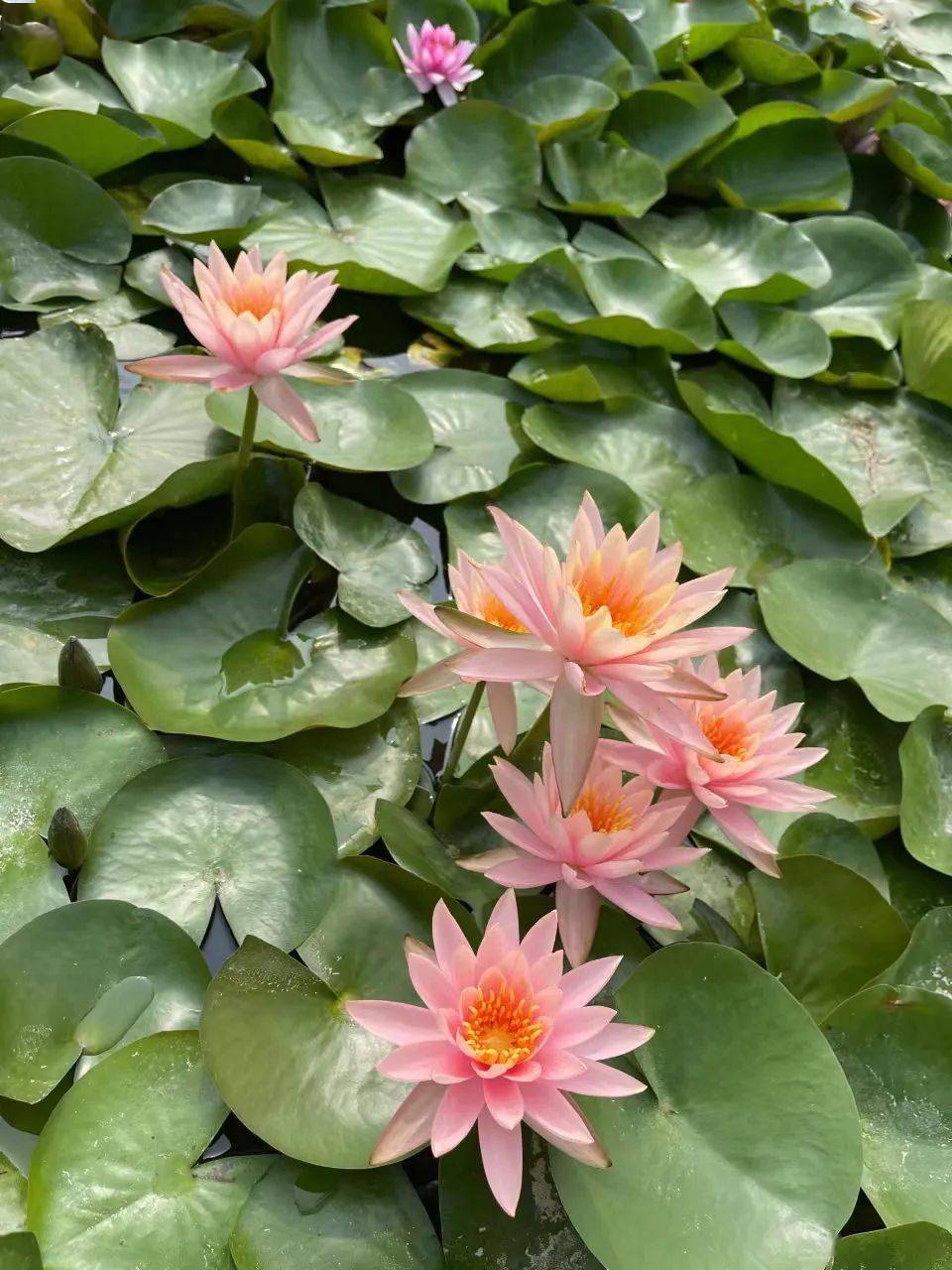 【乐嘉·夏令营】乐嘉体育延庆定向夏令营第二期Day4