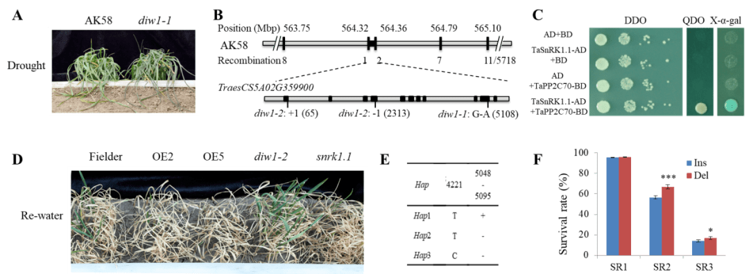JIPB | 中国农业科学院作物科学研究所景蕊莲课题组发现小麦抗旱新机制