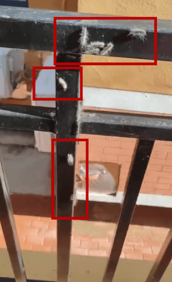 头皮发麻<strong></p>
<p>币加所交易平台</strong>！大连一小区栏杆上出现白色的毛毛虫……