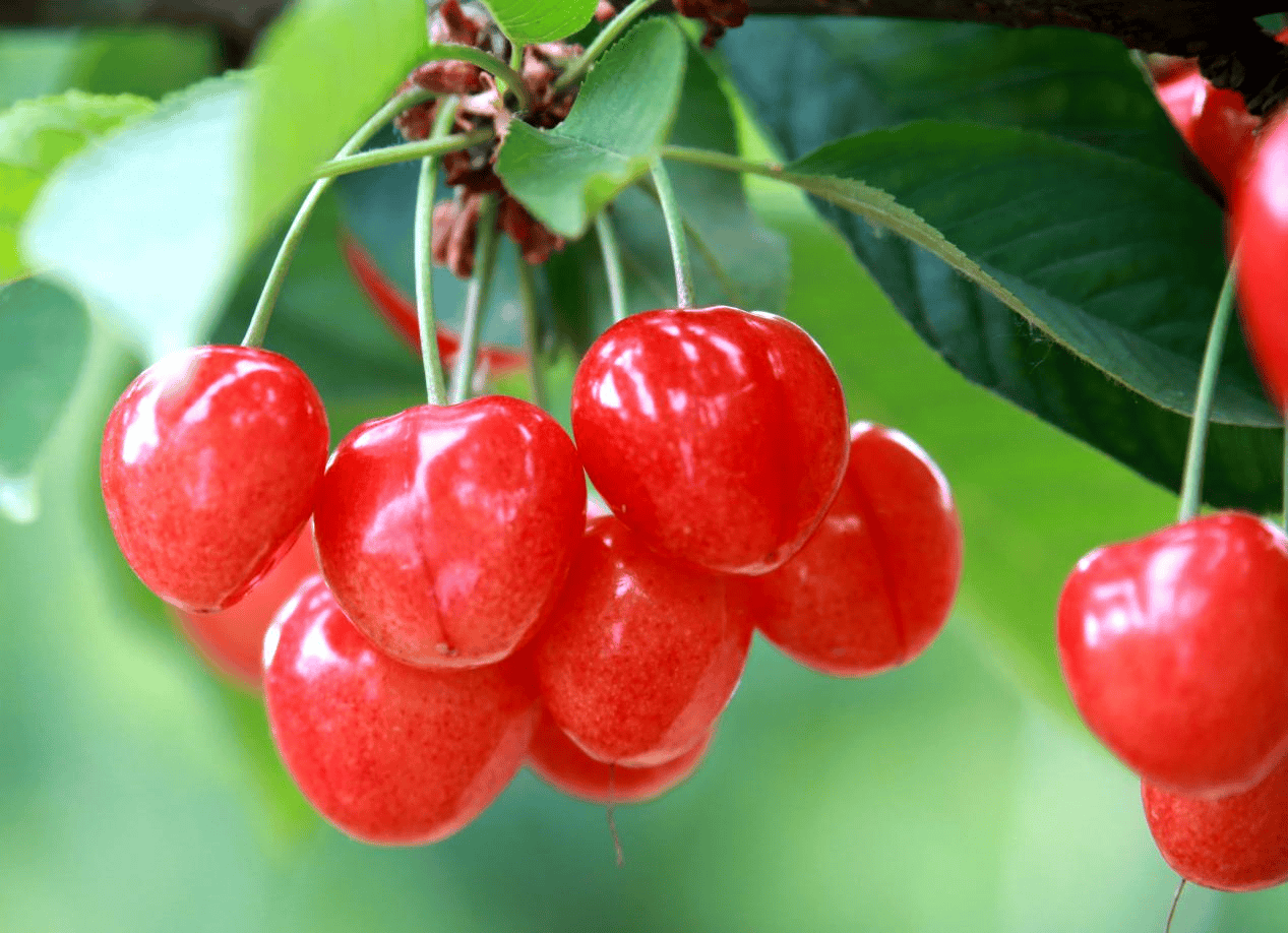 “含糖量”极高<strong></p>
<p>币兑交易平台</strong>！解锁“北方水果公园”山西万荣的甜蜜