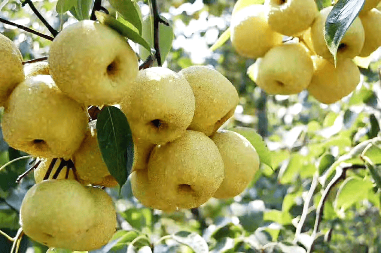 “含糖量”极高<strong></p>
<p>币兑交易平台</strong>！解锁“北方水果公园”山西万荣的甜蜜