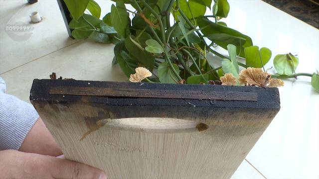 “可以蒸蛋”！昆明一女子家中搓衣板上长菌<strong></p>
<p>炒原油交易平台</strong>，品种竟是……