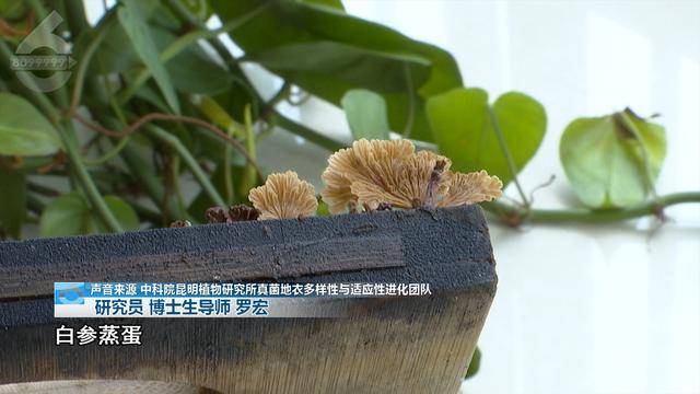 “可以蒸蛋”！昆明一女子家中搓衣板上长菌<strong></p>
<p>炒原油交易平台</strong>，品种竟是……