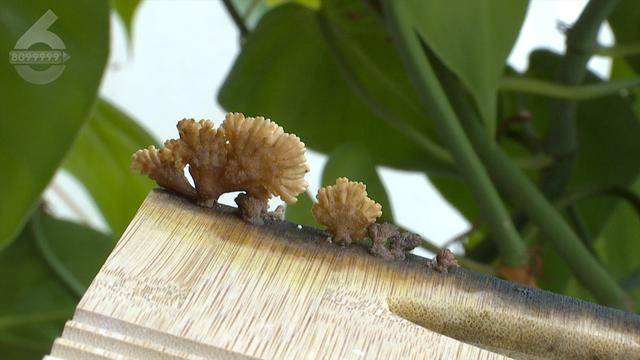 “可以蒸蛋”！昆明一女子家中搓衣板上长菌<strong></p>
<p>炒原油交易平台</strong>，品种竟是……