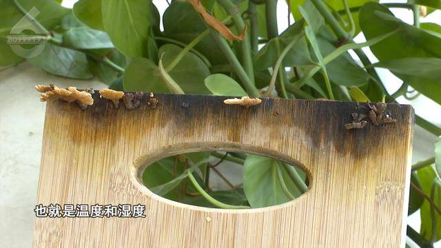 “可以蒸蛋”！昆明一女子家中搓衣板上长菌<strong></p>
<p>炒原油交易平台</strong>，品种竟是……