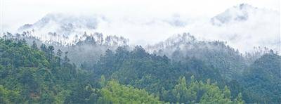 频频“肇事”，野猪种群如何调控？