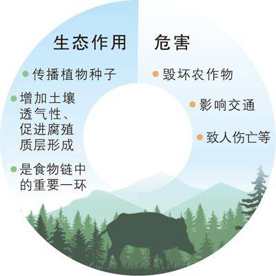 频频“肇事”<strong></p>
<p>炒币平台</strong>，野猪种群如何调控？