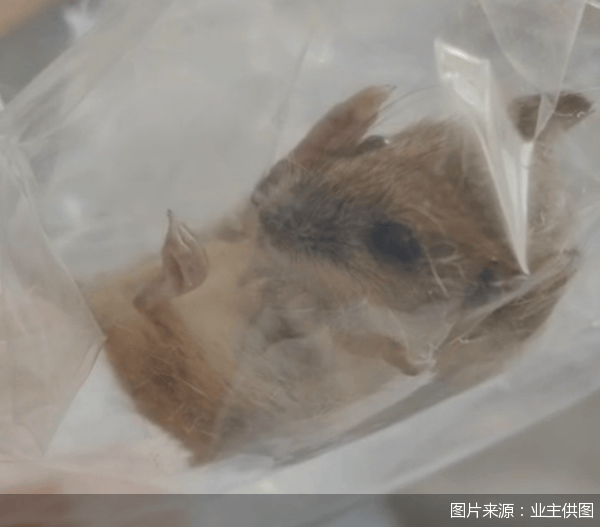 老鼠乱窜、直饮水发黄<strong></p>
<p>友利平台</strong>，北京业主千万元买的和锦诚园居然是这样