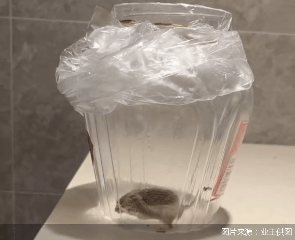 老鼠乱窜、直饮水发黄<strong></p>
<p>友利平台</strong>，北京业主千万元买的和锦诚园居然是这样