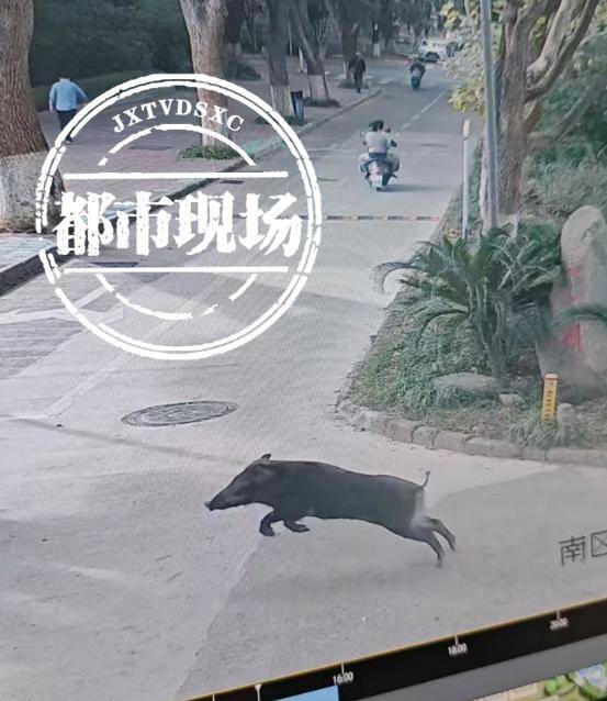 江西一高校惊现野猪<strong></p>
<p>东盟货币服务平台</strong>，最后在食堂被成功抓获