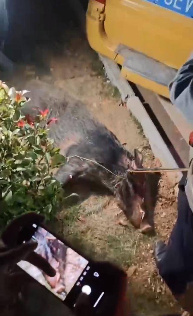 江西一高校惊现野猪<strong></p>
<p>东盟货币服务平台</strong>，最后在食堂被成功抓获